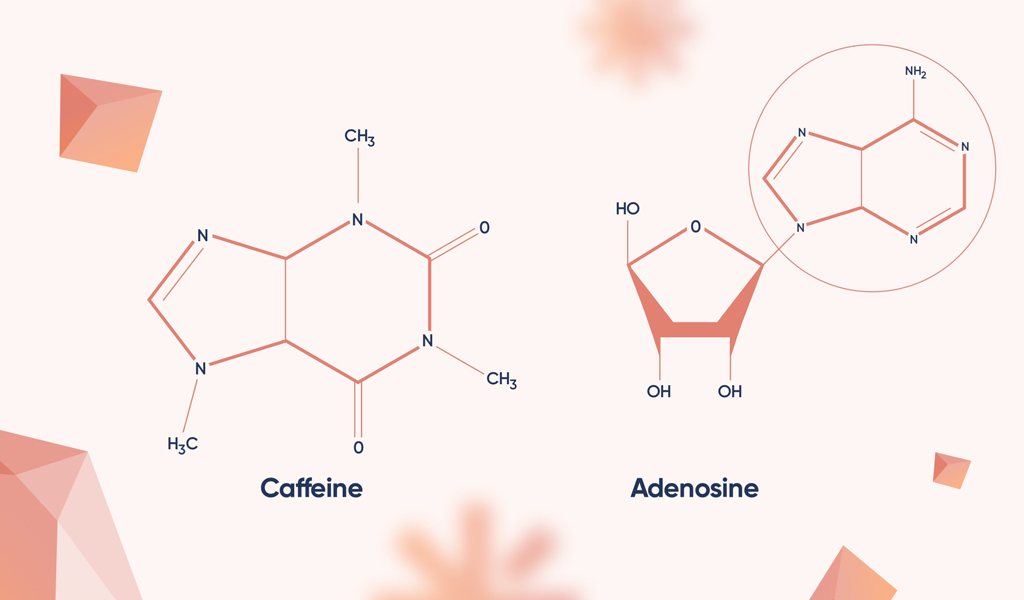 Молекулы-кофеина-и-аденозина.jpg