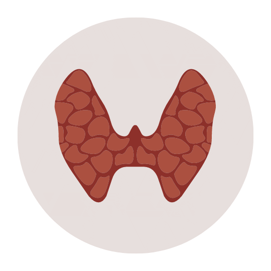 Щитовидная железа.png